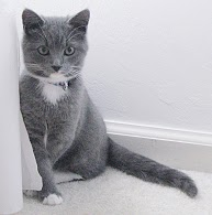 grey kitty