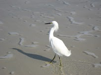 bird in water